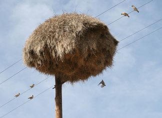 Сложно поверить, но это не стог сена на столбе, а настоящее чудо природы
