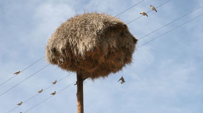 Сложно поверить, но это не стог сена на столбе, а настоящее чудо природы
